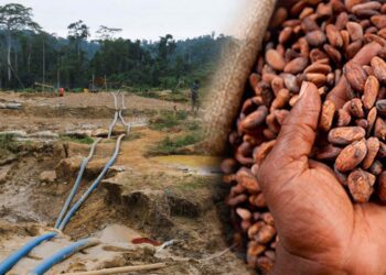 Galamsey: The Greed For Gold Is Destroying Ghana’s Brown Gold (Cocoa)