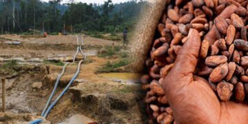 Galamsey: The Greed For Gold Is Destroying Ghana’s Brown Gold (Cocoa)