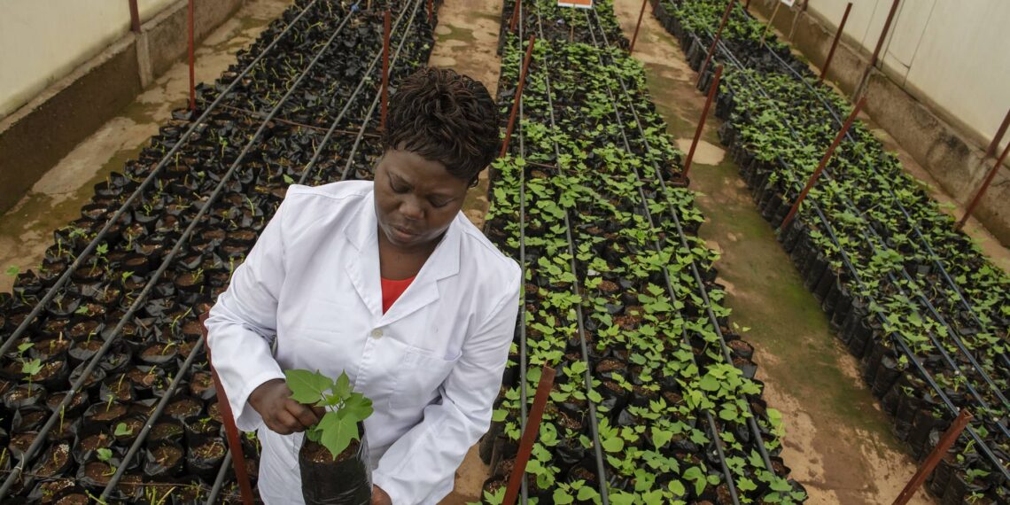 Transforming Africa’s Agriculture to Mitigate Food Crisis