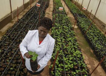 Transforming Africa’s Agriculture to Mitigate Food Crisis