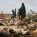 Rainfall Seasonality, Conflict, and Food Insecurity: Africa at the Frontline of Climate Disruption